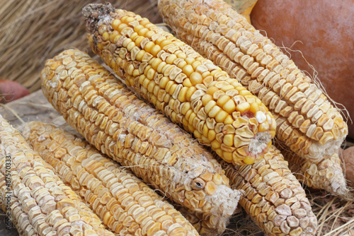 close up of corn