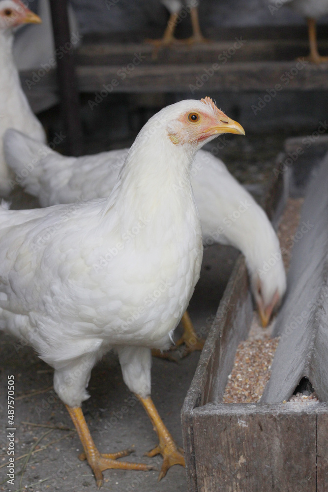 white chicken in a farm white chicken in a farm