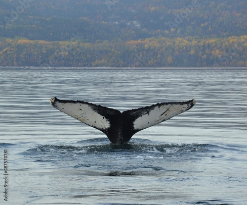 Tail whale © Stella