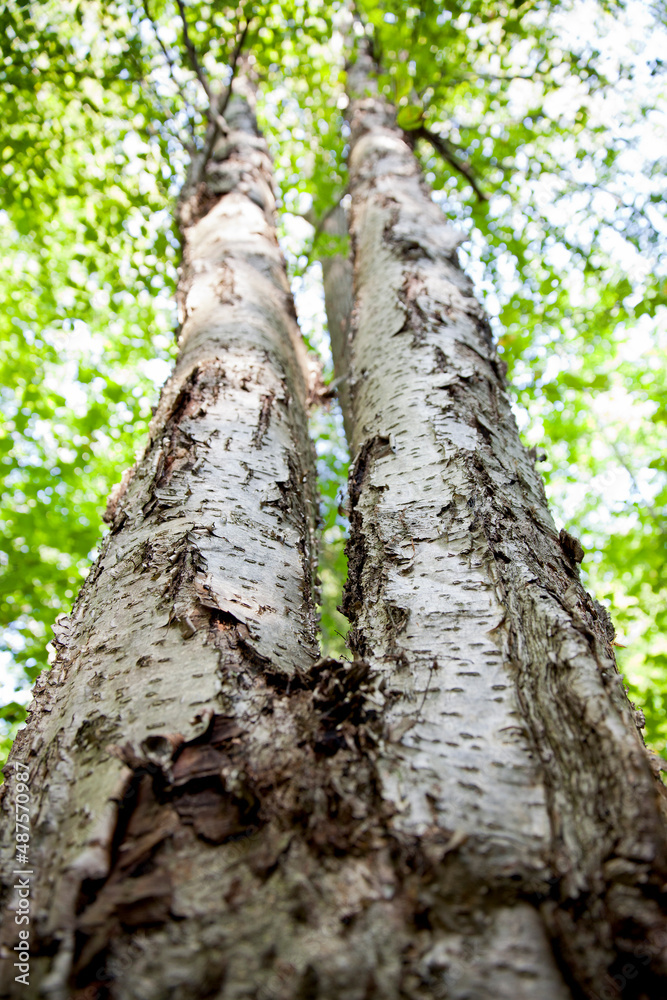 Marvel at the height of nature's wonderful trees. Marvel at the height of nature's wonderful trees.