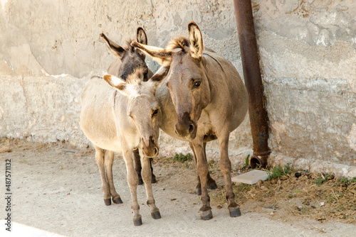 Asinelli albini photo