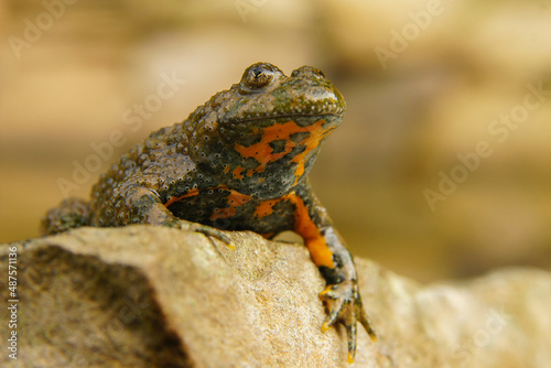 Yellow-Bellied Toad on the rock (Bombina variegata), Bieszczady Mountains, Carpathians, Poland.