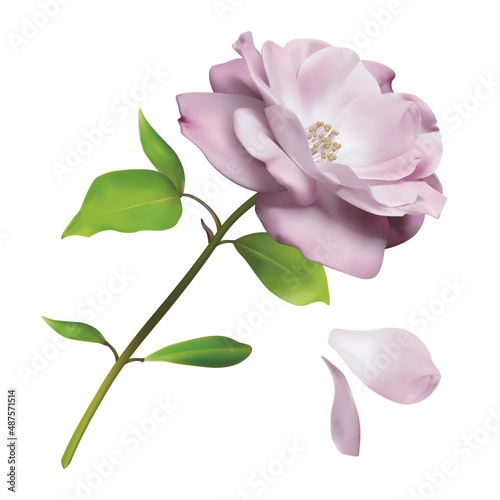A blooming flower on a stem and leaves. The petals fall off. Vector image.
