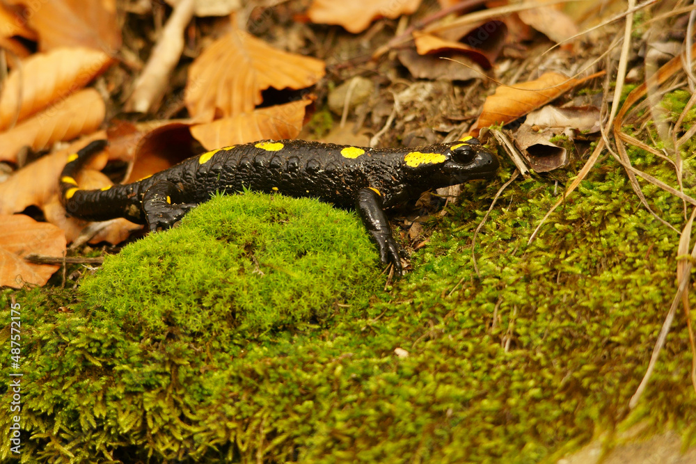 Fototapeta premium Fire Salamander on the rock, Salamandra salamandra.