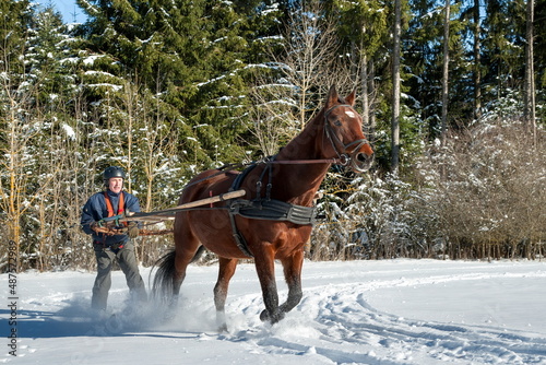 Skioring, winter sports with horse. A man stands on skis and lets himself be dragged by his horse through the winter landscape. Skijoring is a winter sport, which has its roots in Scandinavia.