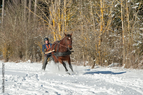 Skioring, winter sports with horse. A man stands on skis and lets himself be dragged by his horse through the winter landscape. Skijoring is a winter sport, which has its roots in Scandinavia. © BIB-Bilder