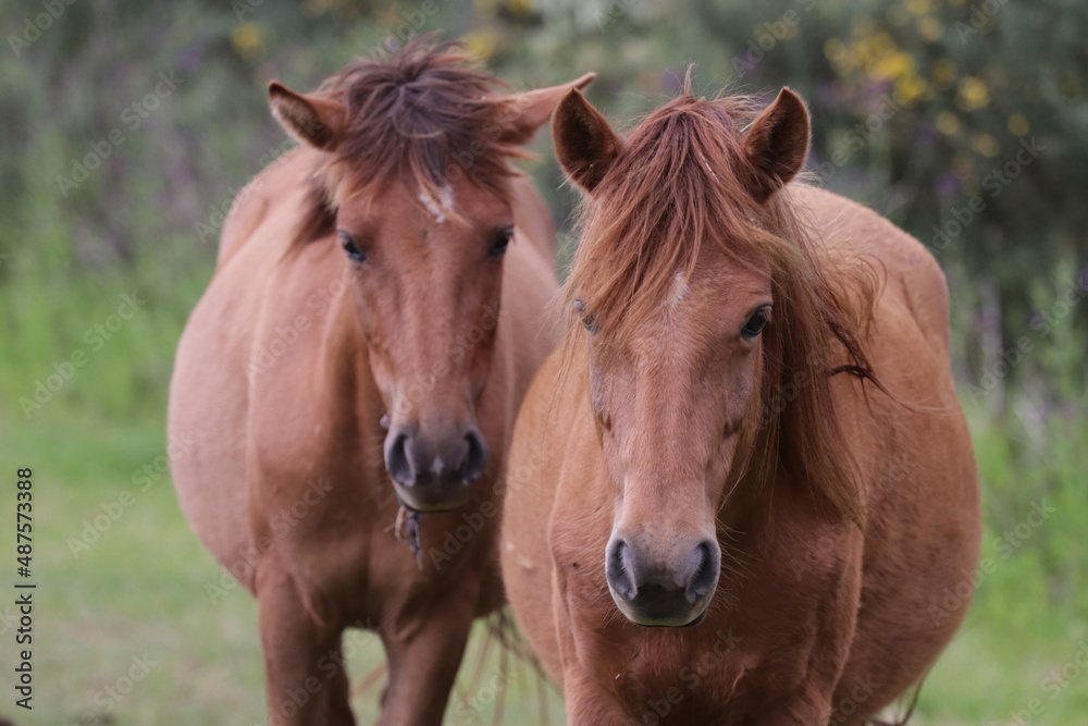 horse in the nature 