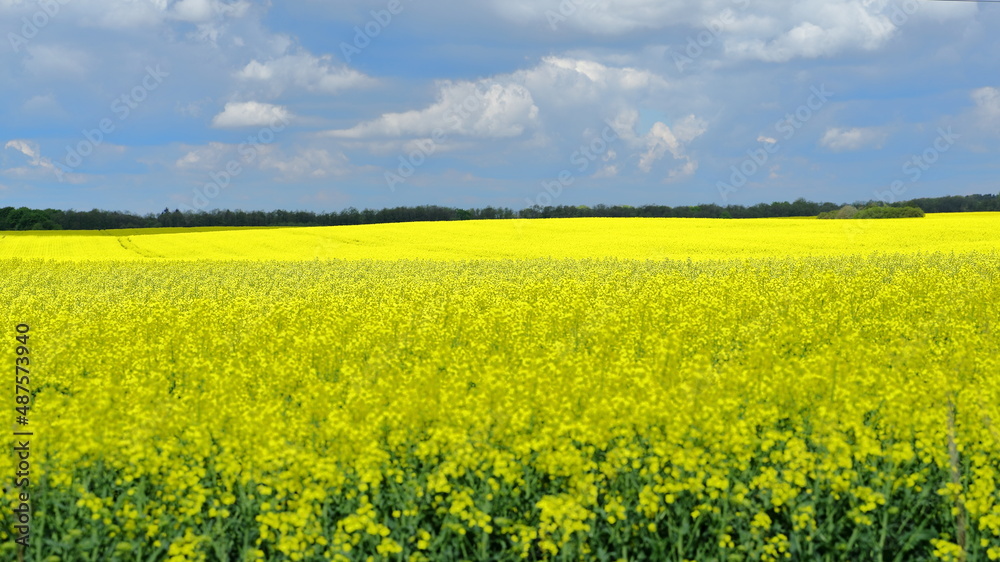 A blooming rape field