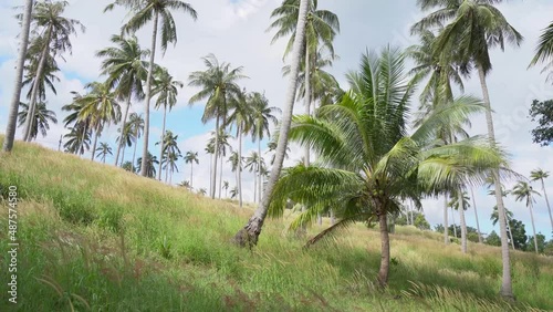 Wallpaper Mural Grassy Hill With Tropical Coconut Trees In The Mountain At Summer. - static Torontodigital.ca