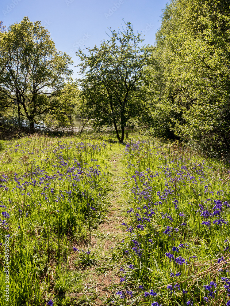 Obraz premium Spring bluebells at Worthington Lakes, Standish, Lancashire, UK