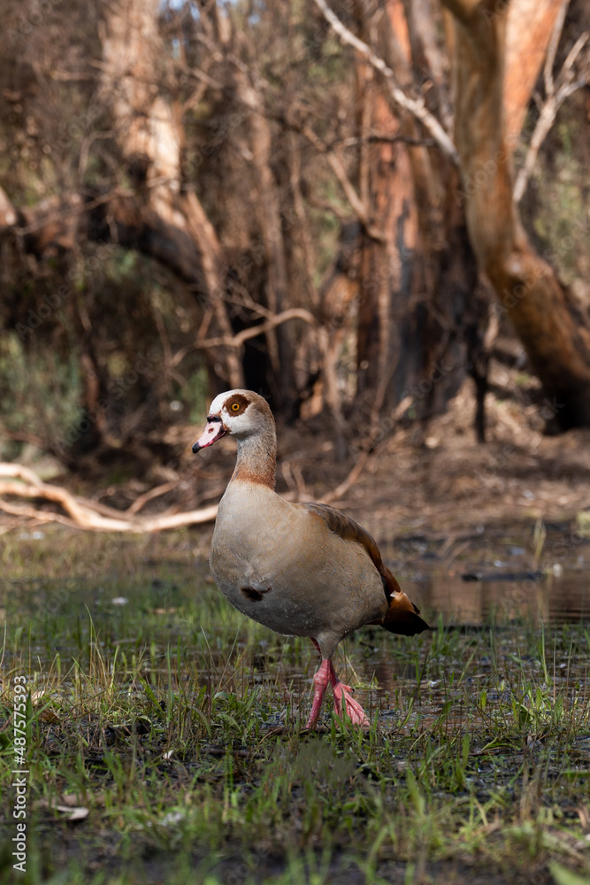 Beautiful Egyptian goose, duck, flew to the Winter Lake in Netanya Beautiful Egyptian goose, duck, flew to the Winter Lake in Netanya