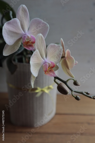A light orchid with a pink center blooms in a potted room.
