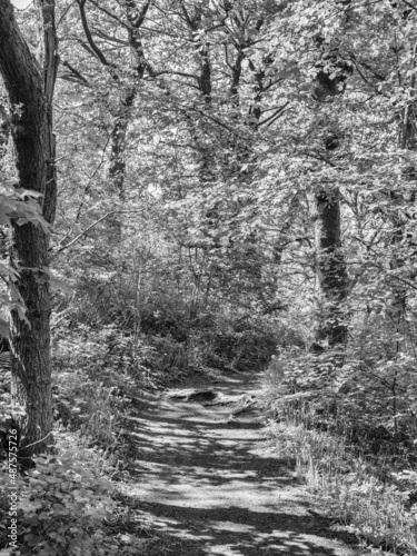 Woodland path at Worthington Lakes, Standish, Lancashire, UK