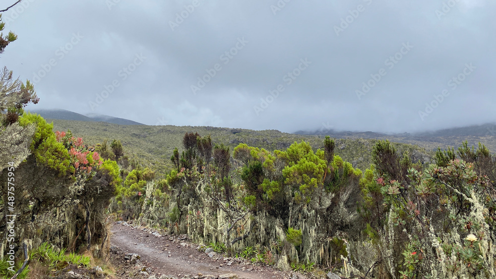 Fototapeta premium Climbing Kilimanjaro, Africa. The amazing nature of Tanzania. Foggy mountain landscape.