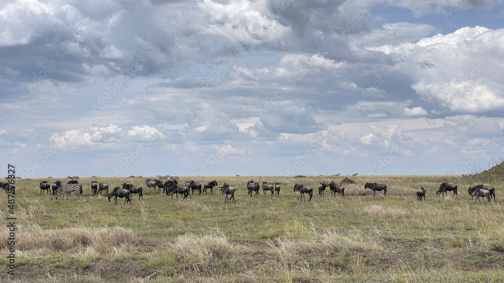 A group of wildebeest nibbling grass in a green field in the Serengeti National Park. Long shot. Safari in Tanzania. A group of wildebeest nibbling grass in a green field in the Serengeti National Park. Long shot. Safari in Tanzania.