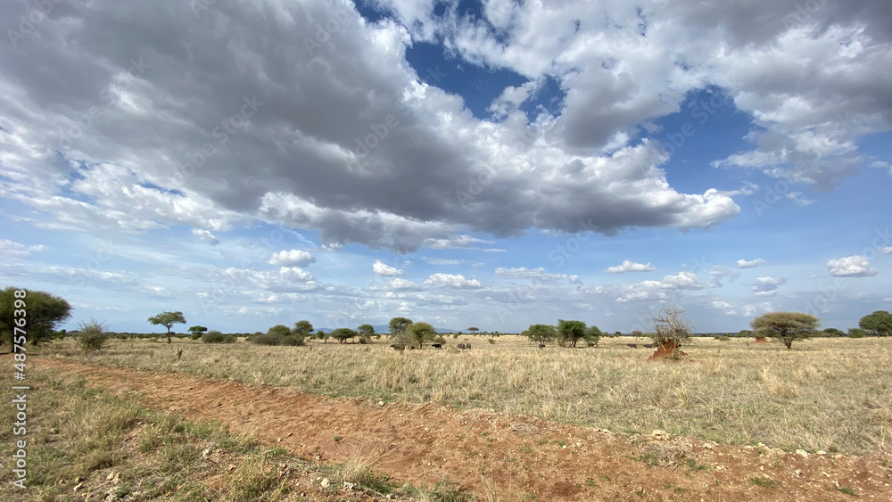 Obraz premium Serengeti National Park. Amazing landscapes of Africa. Beautiful nature.