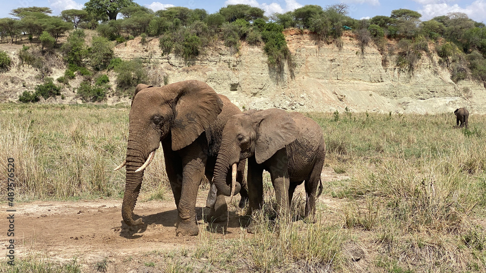 Two elephants - a mother and her baby - walk through a green field in the Serengeti National Park. Safari in Tanzania. Two elephants - a mother and her baby - walk through a green field in the Serengeti National Park. Safari in Tanzania.