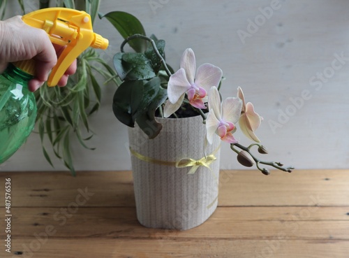 Care and spraying from a spray gun for a blooming orchid.