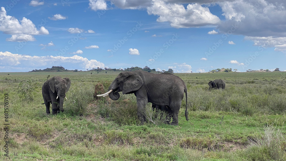 A small group of elephants graze on a green field in the Serengeti National Park. Long shot. Safari in Tanzania. A small group of elephants graze on a green field in the Serengeti National Park. Long shot. Safari in Tanzania.