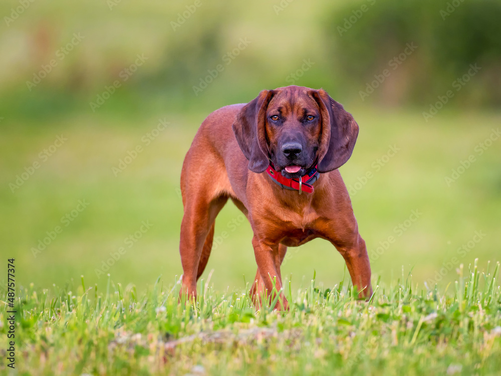 portrait of bavarian hound on green meadow