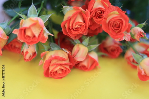 Shrub roses on a yellow table 