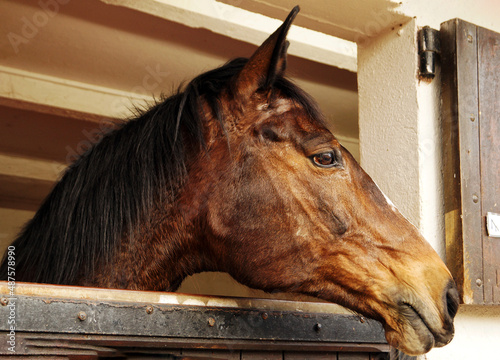 tête de cheval anglo-arabe de couleur baie avec le chanfrein blanc regardant par la fenêtre du box photo
