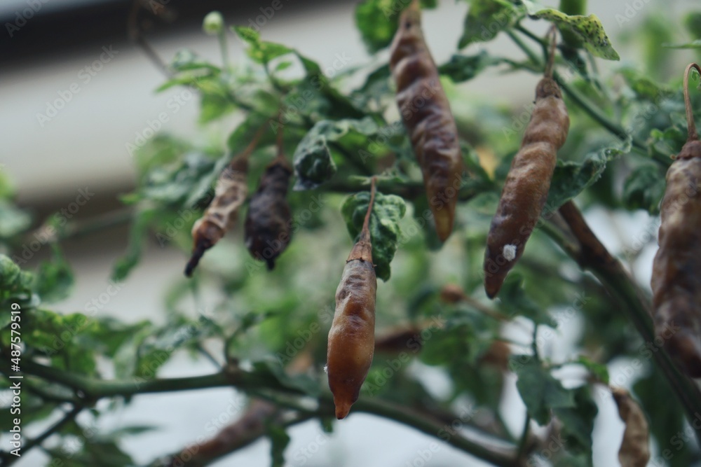 Close up of rotten peppers and green leaves on tree Close up of rotten peppers and green leaves on tree