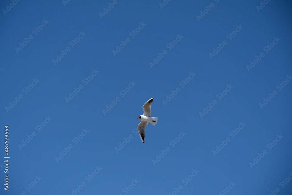 Seagull bird flying