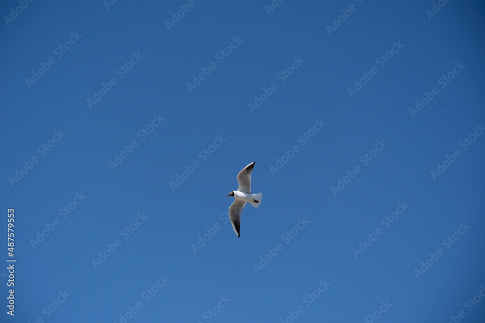 Seagull bird flying Seagull bird flying