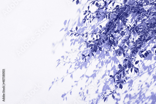 Very peri toned leaves background with shadow on white colour wall. Trendy color leaves background with copy space. Color of the 2022 year.