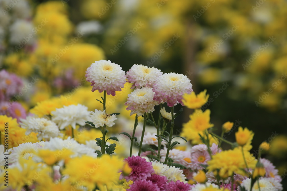 Obraz premium Flower