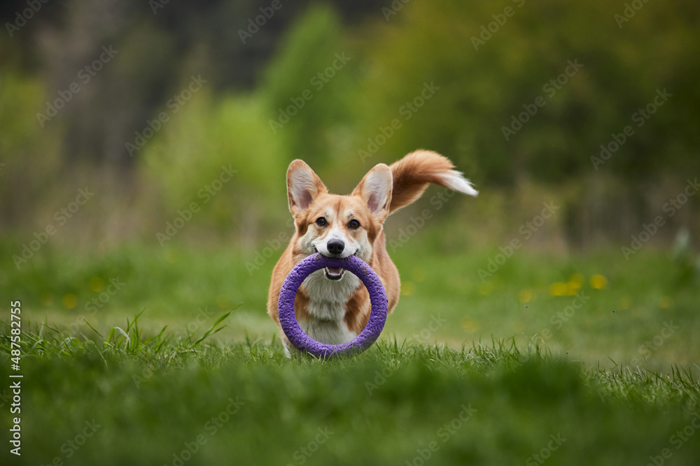 Happy Welsh Corgi Pembroke dog playing with puller in the spring park