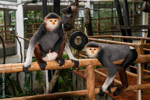 Lemurs five colors or Red-shanked douc. and Scientific name Pygathrix nemaeus in a cage at the zoo. photo