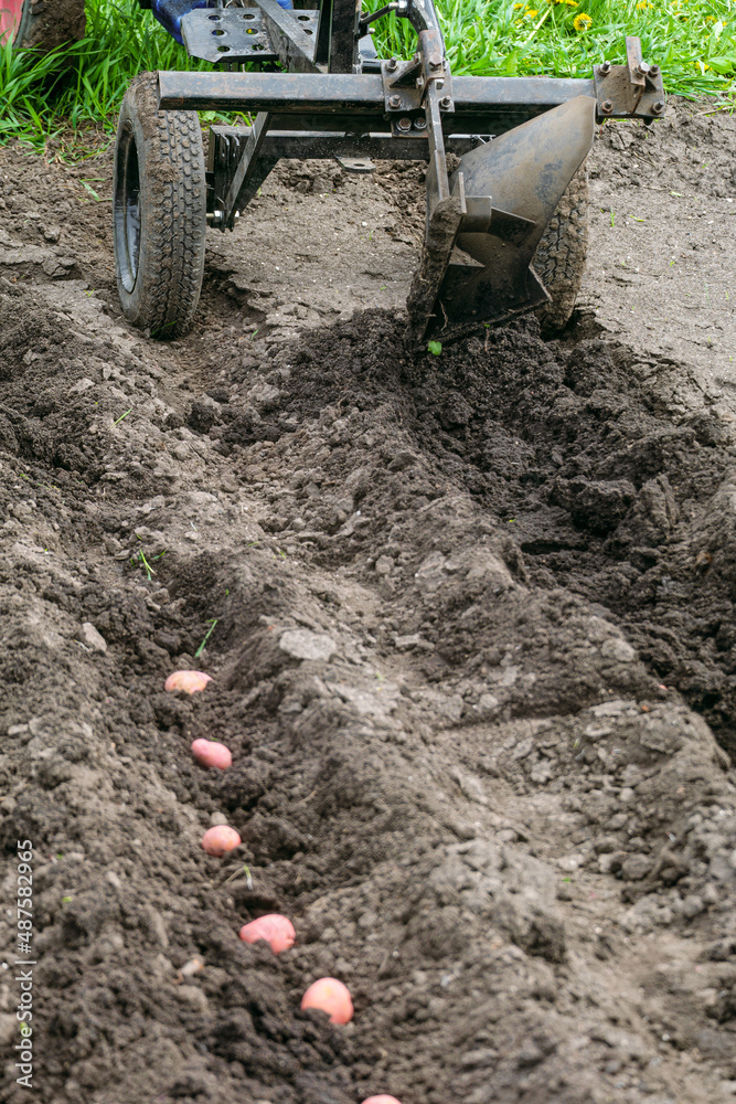 Cultivator with plow. Furrows in soil for planting potato seeds. Cultivator with plow. Furrows in soil for planting potato seeds.