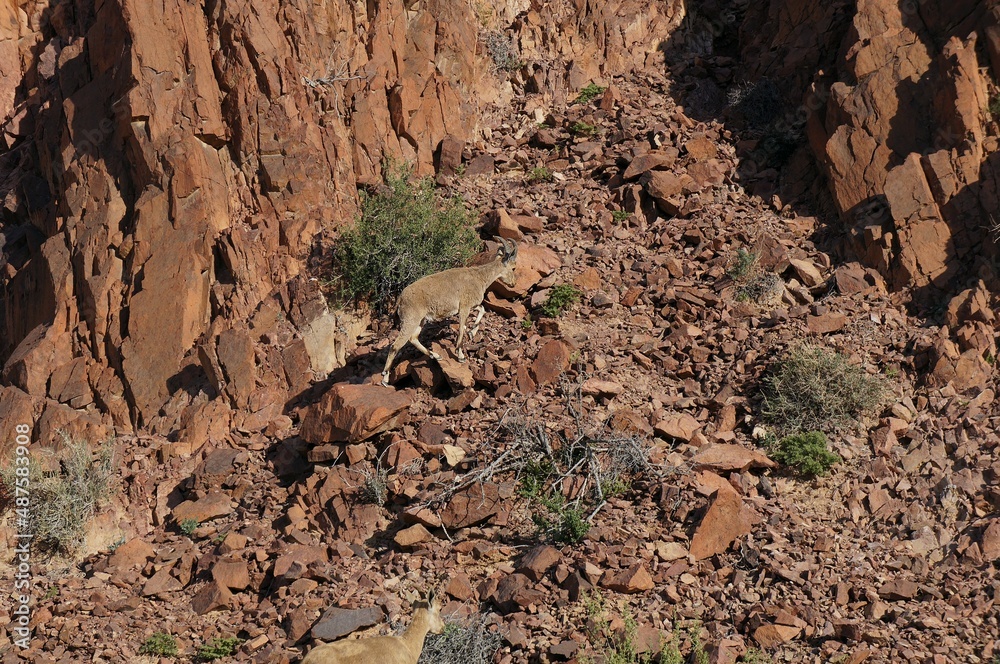 Nubian ibex wild goats near Eilat, South Israel Nubian ibex wild goats near Eilat, South Israel