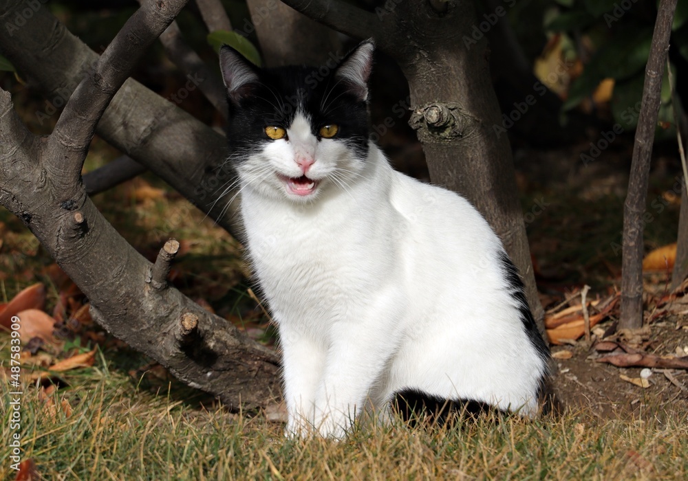 Cute stray cat posing for the lens on the street Cute stray cat posing for the lens on the street