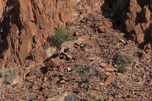 Nubian ibex wild goats near Eilat, South Israel