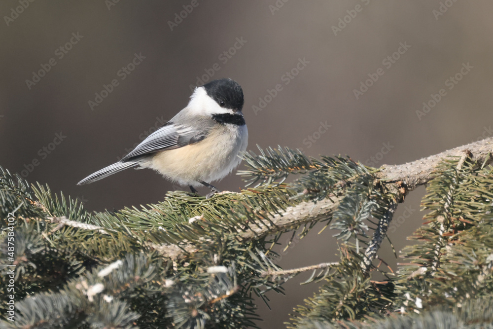 Obraz premium Chickadee on feeder or perching on spruce bough in winter on overcast day