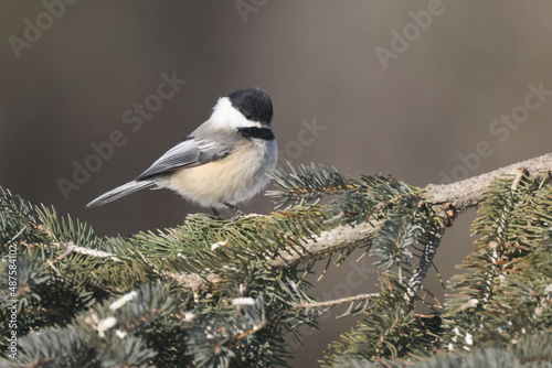 Chickadee on feeder or perching on spruce bough in winter on overcast day