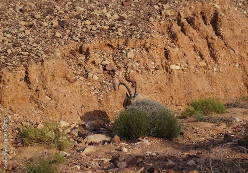 Nubian ibex wild goats near Eilat, South Israel