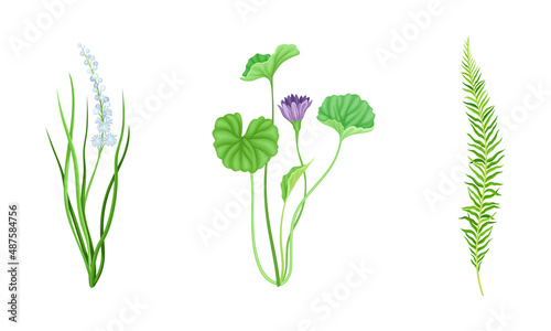 Violet Flower or Blossom on Stem and Green Leafy Stalk Vector Illustration Set