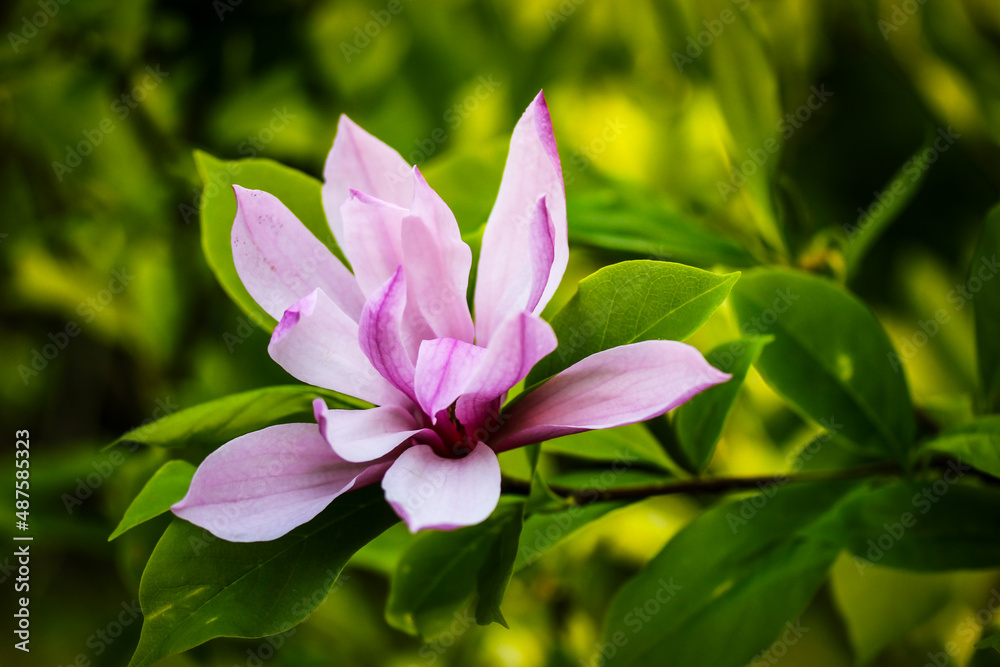 Fototapeta premium Pink magnolia flower bud with long smooth petals among green foliage on a blossoming tree. Magnolia soulangeana in a spring botanical garden, park. Flowering trees in April. Spring season blossom.