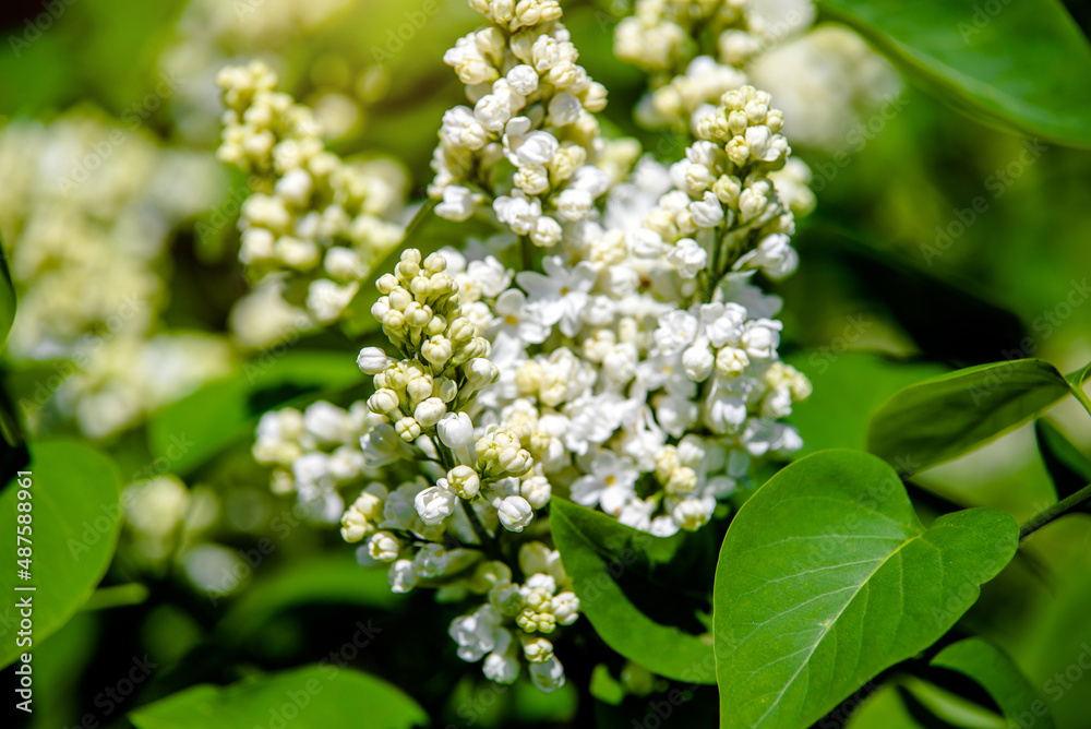 Inflorescence of a white lilac against a blue sky
Inflorescence of a white lilac against a blue sky
