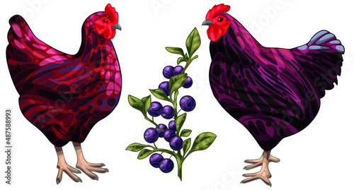 The set of hand-drawn chickens. The breed of rhode island red