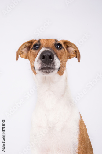 Fox Terrier © rhtierfoto
