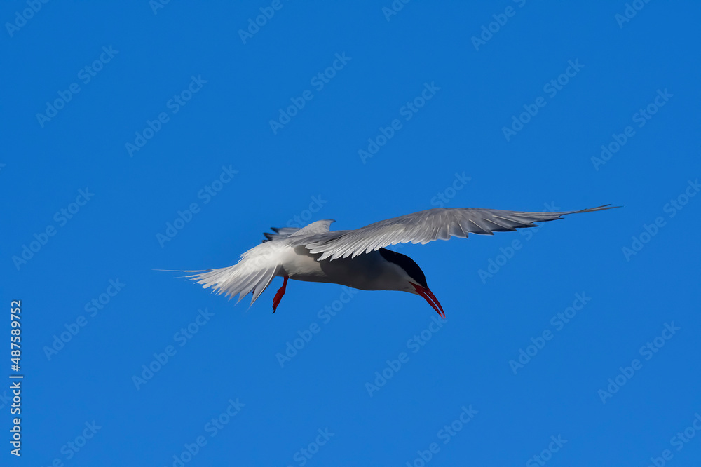 Fototapeta premium Tern in flight, Peninsula Valdes,Patagonia Argentina.