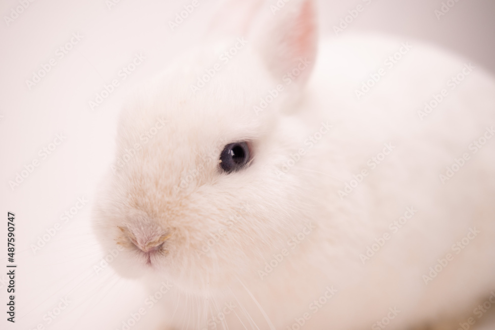 A rabbit on a white background with pink ears and blue-gray eyes looks into the camera. Angle A rabbit on a white background with pink ears and blue-gray eyes looks into the camera. Angle