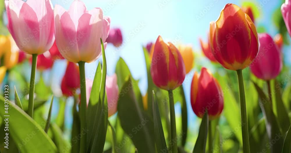 Tulip flowers blooming in a tulip field