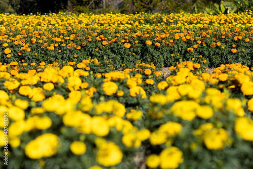 selective focus Yellow marigolds in the flower garden are growing in full bloom, Prince Yellow, strong compact stems. bloom together can be planted in any season © Core