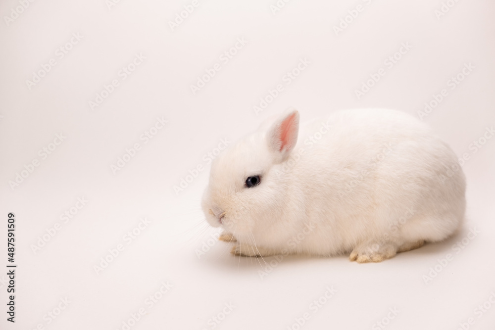 Fototapeta premium A fluffy cute rabbit with pink ears, gray eyes and a long mustache on a solid white background looks at the camera